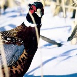 Iowa Pheasants Looking Low Again