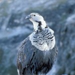 Anything More Serious Than Himalayan Snowcock?!