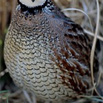 Save the Quail: Cut Trees, Don’t Cut Weeds
