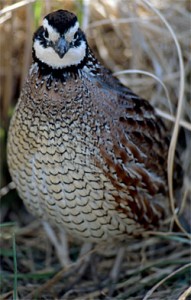 Save the Quail: Cut Trees, Don’t Cut Weeds