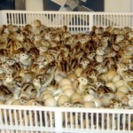 IA: Hatchery Pheasants Okay