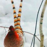 The World’s Toughest Upland Gamebird?