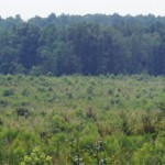 In Defense of Clearcutting: CT