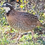 Can Quail Come Back in PA?