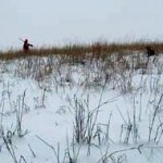 Bird Forecast Roundup: MI, NE, MT