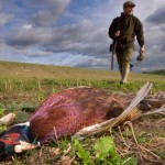 Sleeper Pheasant States