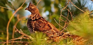 2010 Compiled Ruffed Grouse Forecast