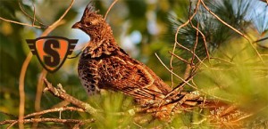 2011 Compiled Ruffed Grouse Forecast