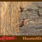 Helped By Bad Weather, SDâ€™s Pheasants Above 10-Yr Average