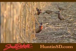 Helped By Bad Weather, SDâ€™s Pheasants Above 10-Yr Average