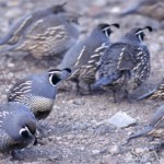 CA Quail Hot, Quail Forever’s Forecast