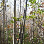 SBH Hunt Report: Grouse in Maine