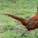 South Dakota Pheasant News Roundup