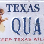 TX Quail Better But Not Great