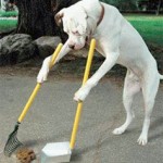 Dog Tip: ‘Invisible Leash’ Basics