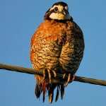 Personal Account of Vanishing Bobwhites