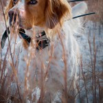 Q&A About SportDOG’s New GPS System