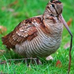 One Way to Cook a Woodcock