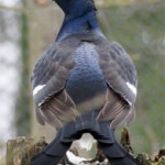 Scottish Black Grouse Way Up But…