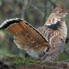 New England Grouse Looking…Okay?