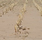 KS Birds Doing Okay in Drought