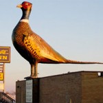 World’s Largest Pheasant Gets New Life