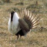 NV Doesn’t Ban Sage Grouse Hunting…