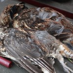 Field Report: MN Grouse Hunts