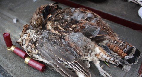 Field Report: MN Grouse Hunts