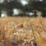 TX Mulling Quail Reg Changes