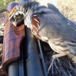 Book: Hunting Gambel’s Quail