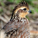 Kansas Investing in Quail