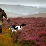 A Quick Look at the British Gamebird Industry