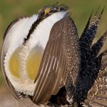 Enviros Sue for Federal Sage Grouse Protection