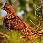 2010 Compiled Ruffed Grouse Forecast