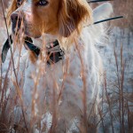 Q&A About SportDOG’s New GPS System