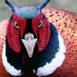 Check Out These 5 Crazy Pheasants!