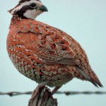 Drought Not All Bad News for Quail