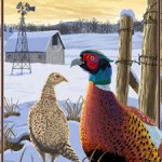 Iowa Tackling Pheasant Decline