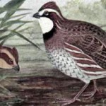 Bobwhite Conservation Officially ‘Inadequate’