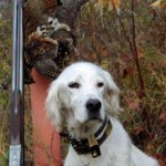 MN Wants Your Grouse Comments