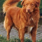 What Do You Know About Tollers?