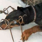Hunting Dogs Being Killed in Traps